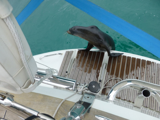 A seal visiting one of the Oyster yachts