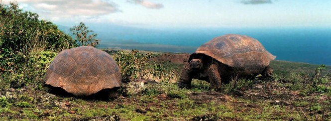 The Giant Tortoise in the Galapagos Islands