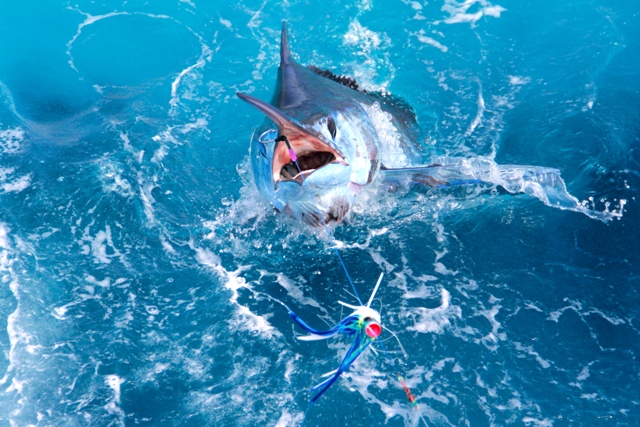 18th Annual Caicos Classic IGFA Billfish Release Tournament to start on Friday, June 18, 2013