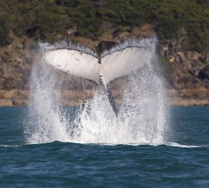 Audi Hamilton Island Race Week 2013: Day 2