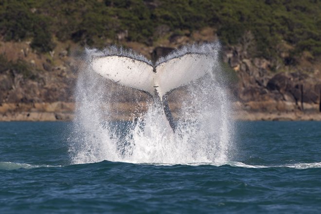 AHIRW2013 - whale tail - credit Andrea Francolini_Audi