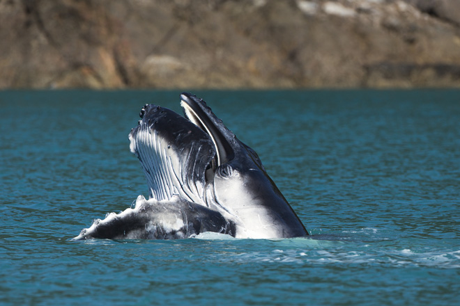 AHIRW 2013 - whale - Photo credit to Andrea Francolini/Audi