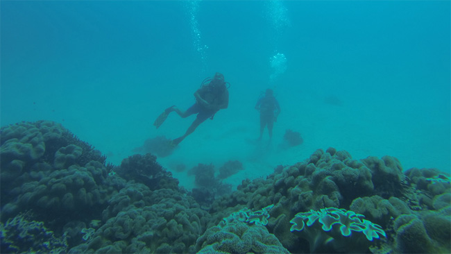 Fiji - the Soft Coral Capital of the World