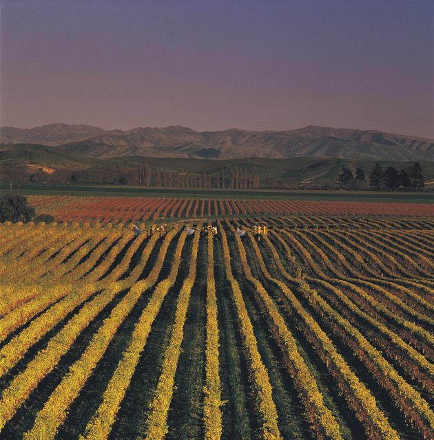 Marlborough Vineyard