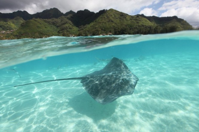 A stingray in the beautiful lagoon of Moorea... Photo Tahiti Private Expeditions