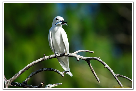 Fairy Tern and fish © Raymond Sahuquet - Seychelles Tourist Board