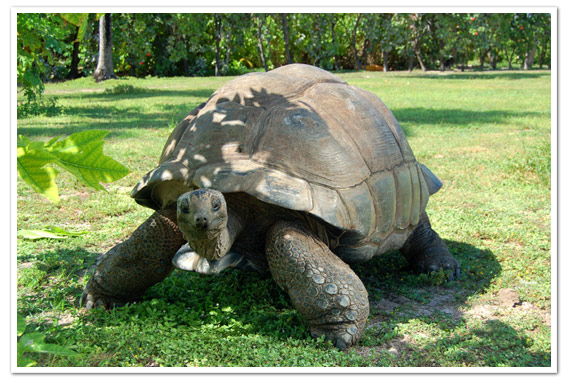 Giant Tortoise © Gerard Larose:STB