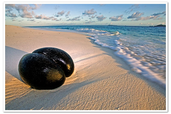 The famous Coco de Mer washed up on faraway beaches long before Seychelles was first discovered © Martin Harvey - Seychelles Tourist Board