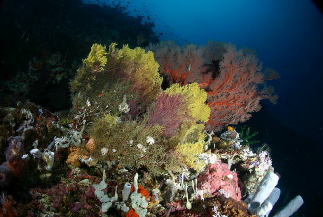Ambon Sea - Underwater - Photo credit Ministry of Tourism and Creative Economy - Republic of Indonesia