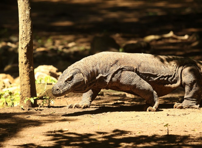 Indonesia yacht charter - Image credit to Alila Purnama yacht Indonesia yacht charter - Image credit to Alila Purnama yacht