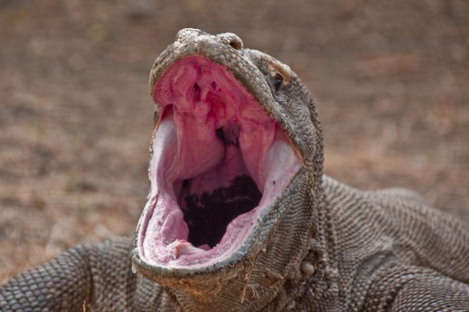Raja Ampat's famed 'Komodo Dragon'