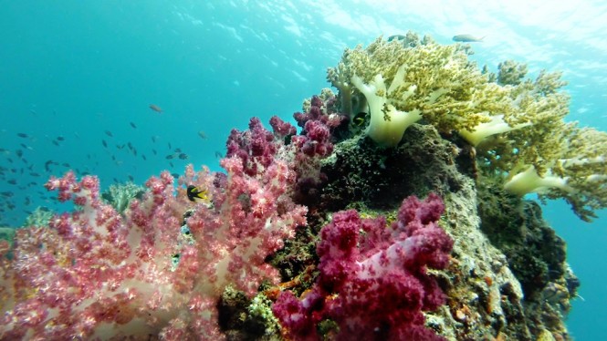 Dunia Baru yacht - soft corals in Indonesia