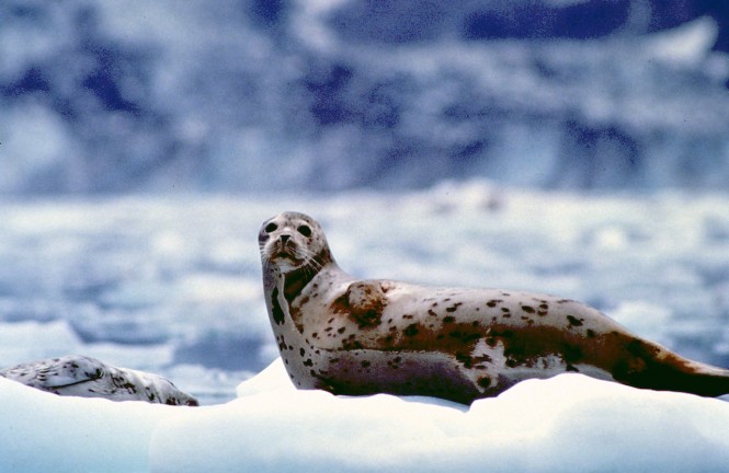 Seals on icebergs in Tracy Arm Fjord - Alaska - Image courtesy of Juneau CVB