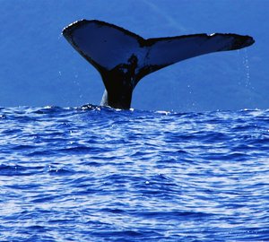 ‘My Secret Itinerary through the Islands of Tahiti’ By Etienne Boutin