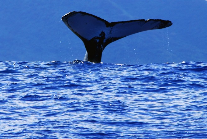 Tahiti Te Pari ‘Whale Waving’ – Photo credit to Asia Pacific Superyachts Tahiti