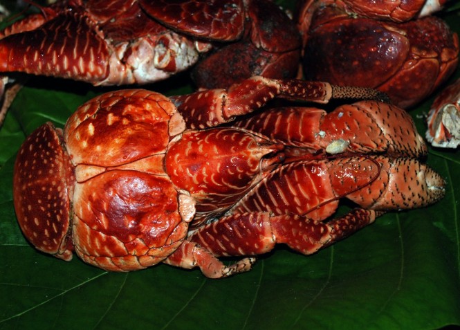 Toau ‘Coconut Crab’