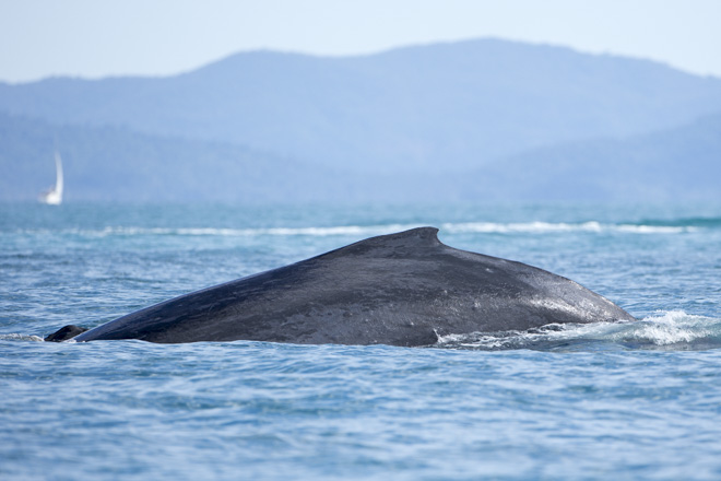 Whale breaching near Salacia - Photo credit Andrea Francolini