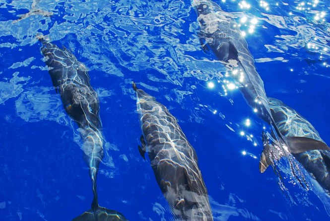 The seas around Saint Helena are teeming with sea life - Image credit to The Governors Cup The seas around Saint Helena are teeming with sea life - Image credit to The Governors Cup