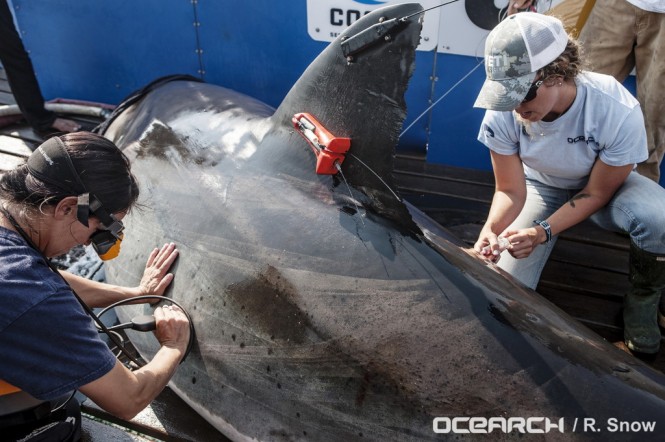 DYT has partnered with OCEARCH to support its study of sharks and other large predators that are essential to the future of the marine ecosystem. (photo credit OCEARCH/R. Snow)  