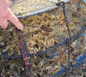 The Wave, Muscat’s Almouj Marina announces the region’s first installation of oyster long-lines