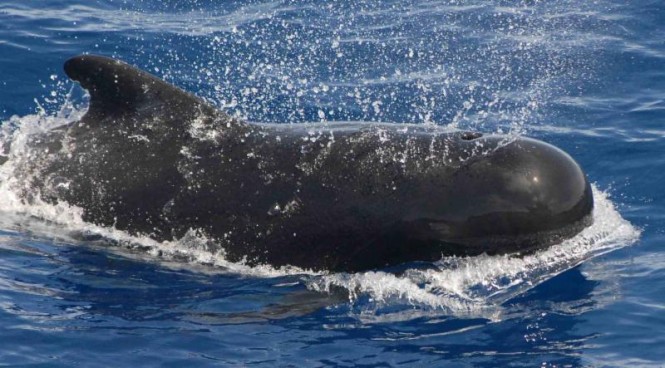 Charter yacht Lupa of London lucky to spot two whales. Image by NOAA Photo Library - anim1057.
