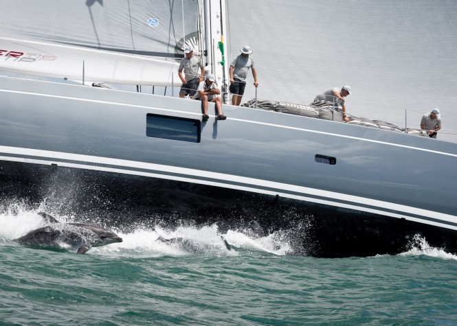 Silvertip, flanked by dolphins – credit Jeff Brown
