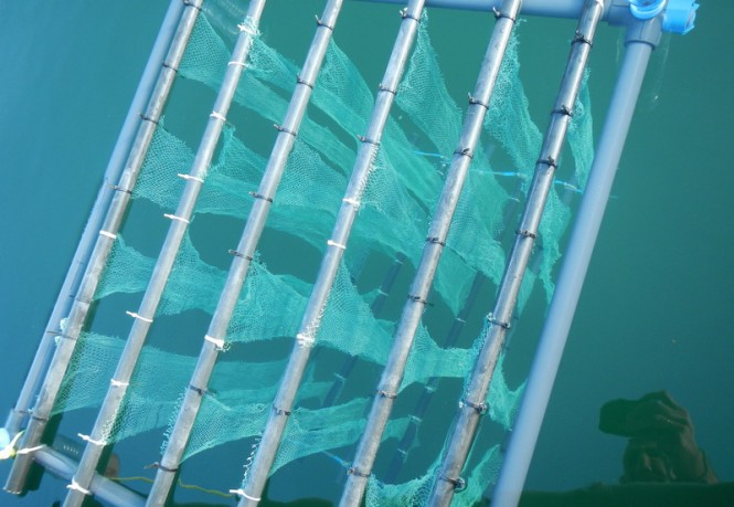 Nanocoated net in water in Wave Muscat