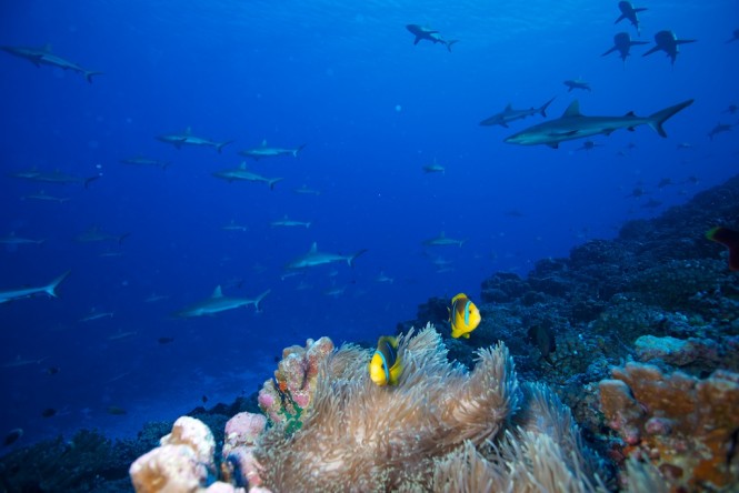 Diving in Fiji - Photo credit Rodolphe Holler / Superyacht Private Expeditions