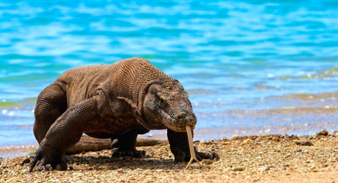 Wonderful Indonesia - Komodo National Park_ Into The Heart of The Dragons