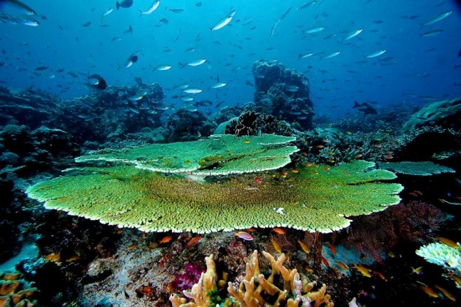 Diving in Raja Ampat - Ministry of Culture & Tourism, Republic of Indonesia
