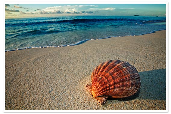 Clamshell on the beach © Martin Harvey - Courtesy of Seychelles Tourism Board