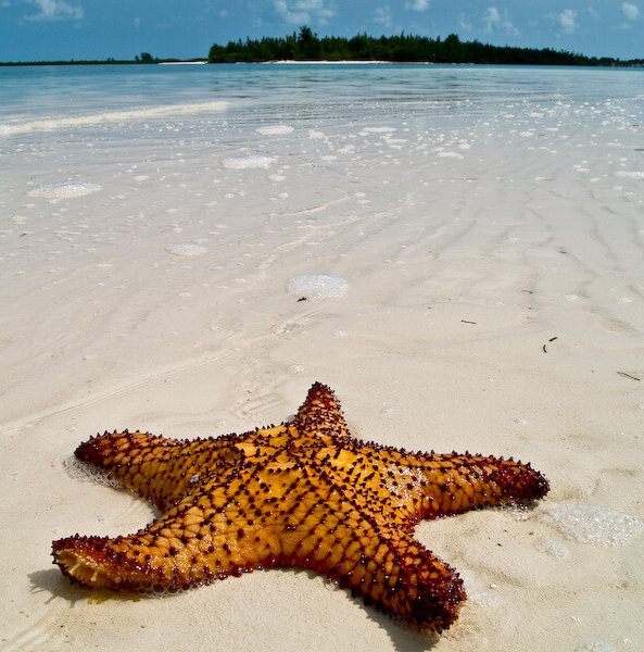 Caribbean Sea Star on Cuban Beach