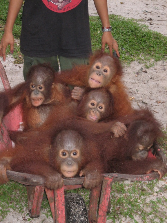 BORNEO Orang-utan at Rehab Sepilok