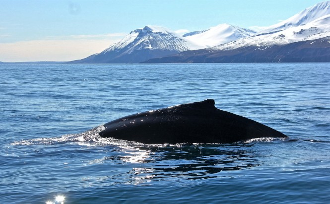 husavik-whale-watching-north