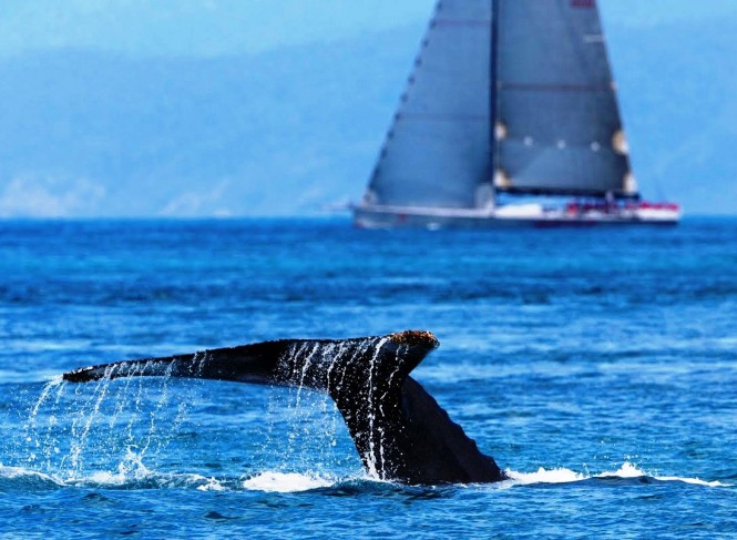 New Zealand is known for sailing and whales