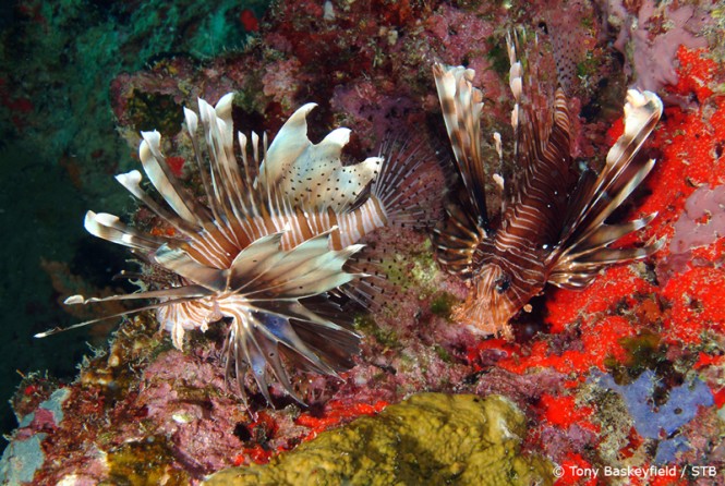 Lion Fish - Image credit to Seychelles Tourism Board