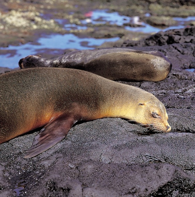 Two Sea Lions - Photo Weston Walker