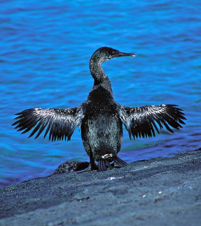 West - Flightless Cormorant Fernandina - Photo Weston  Walker