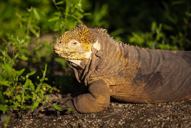 West - Land Iguana -  Urbina Bay - Photo Marika Roberson