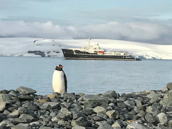 Motor yacht Legend Antarctica penguin