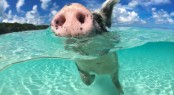 Wild, swimming pig on Big Majors Cay in The Bahamas.
