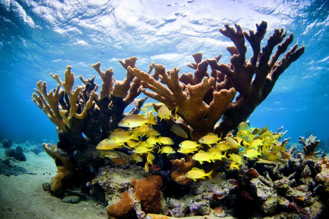 Jardines de la Reina, Cuba