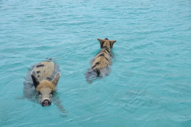 Pigs Swimming in the Bahamas - Photo ©Bahamas Ministry of Tourism