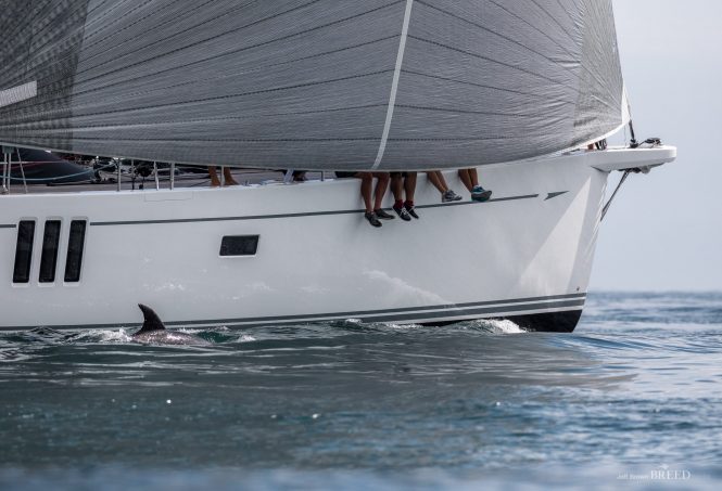 Dolphins at the NZ Millennium Cup race alongside Enso - Photo © Jeff Brown