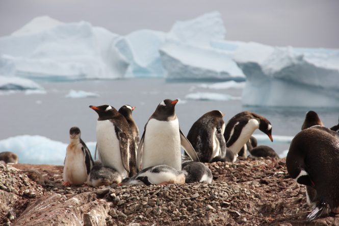 Penguins in Antarctica - Photo © Nicolas Benazeth : CharterWorld.com