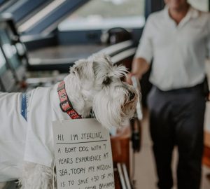 50 Bahamas dogs rescued aboard luxury yacht Laurel after Hurricane Dorian