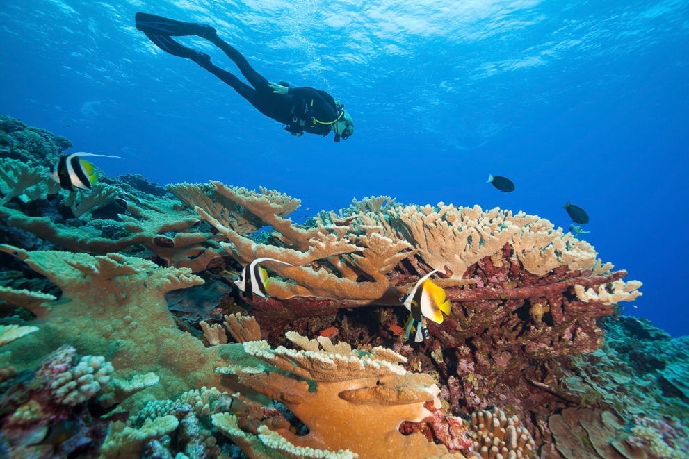 French Polynesia diving