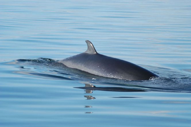 Dwarf Minke Whale