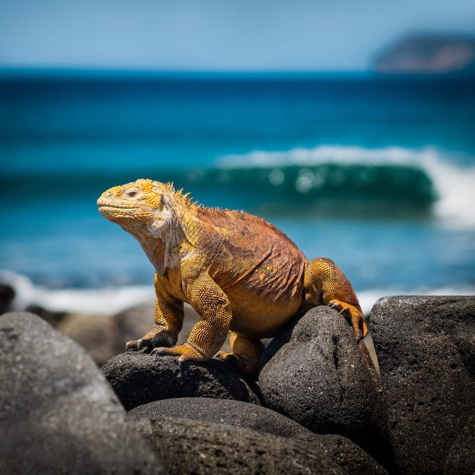 Iguana Lizard in the Galapagos