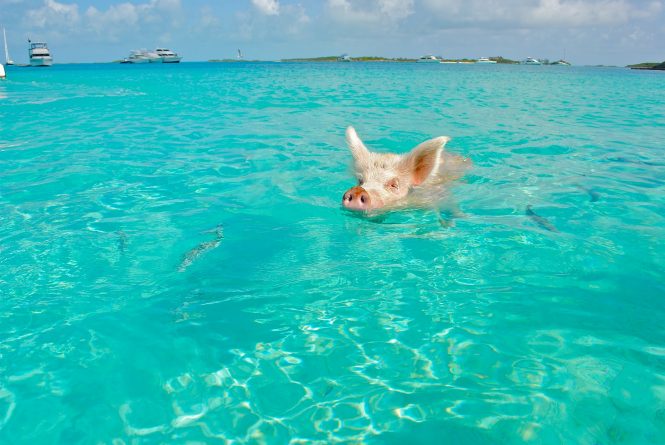 Staniel Cay in the Bahamas - Swimming with the pigs on a yacht charter - Photo © larsen9236